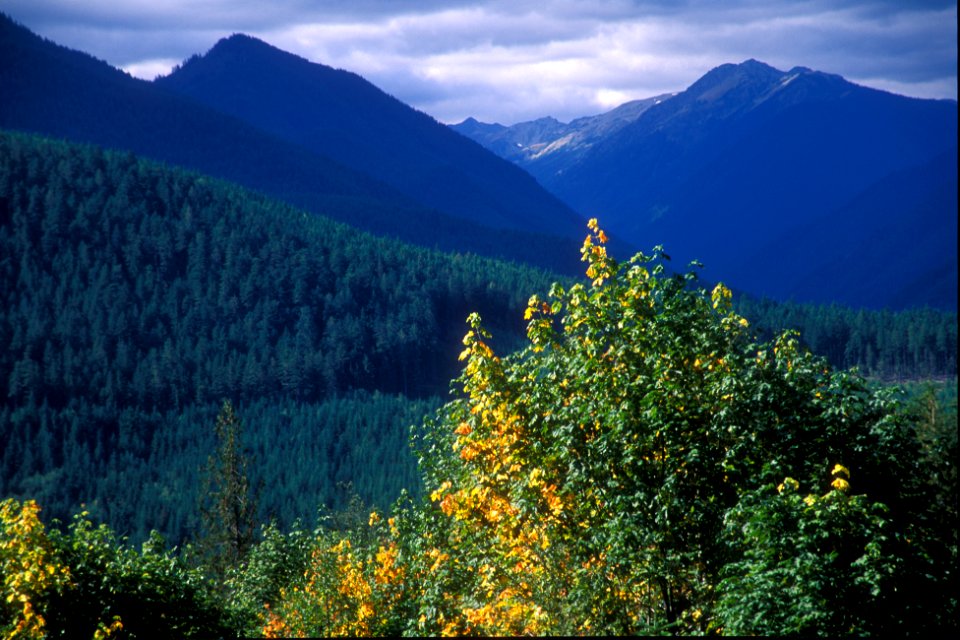 Fall Color in the Dungeness Watershed, Olympic National Forest