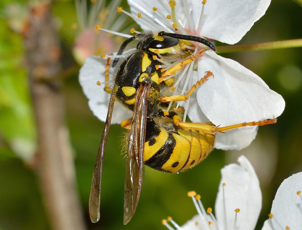 Hymenoptera vespula germanica
