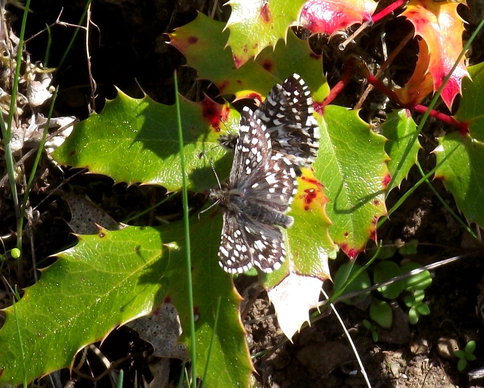Two banded Checkered Skipper butterfly found during a 2018 survey.