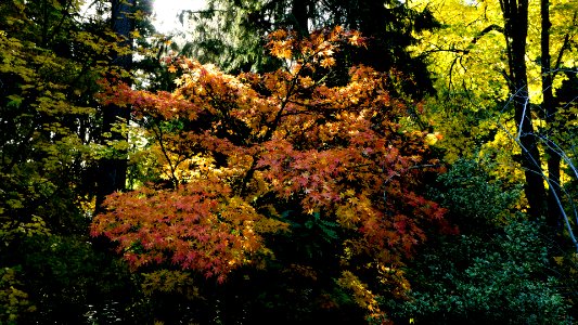 Washington Park Arboretum photo