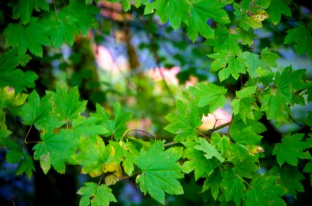 Vine Maple Detail-Mt Hood