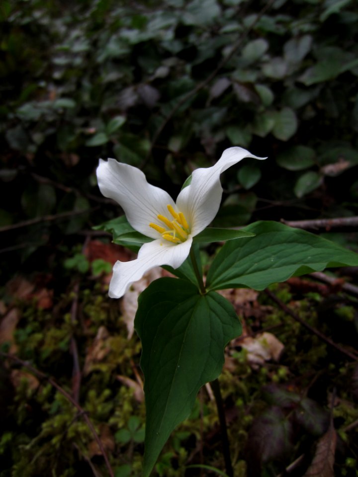 Wakerobin, an early season wildflower, Olympic National Forest