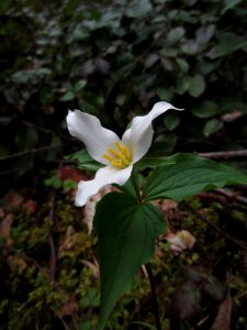 Wakerobin, an early season wildflower, Olympic National Forest