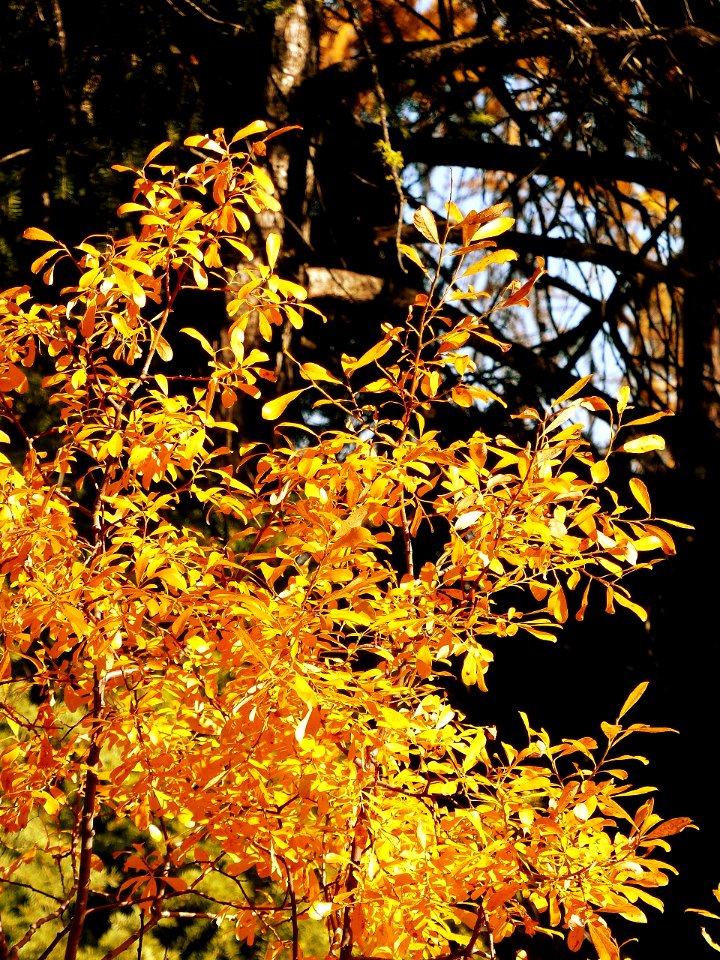 Fall color detail, Wallowa-Whitman National Forest