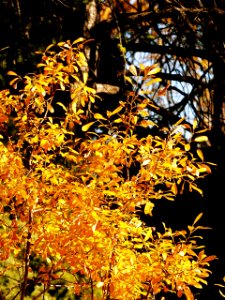 Fall color detail, Wallowa-Whitman National Forest photo