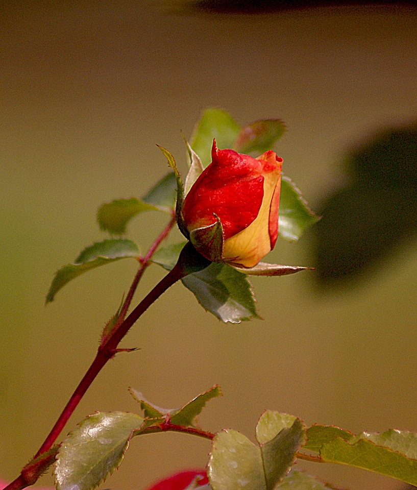 Nature flora rose bladoróżowa