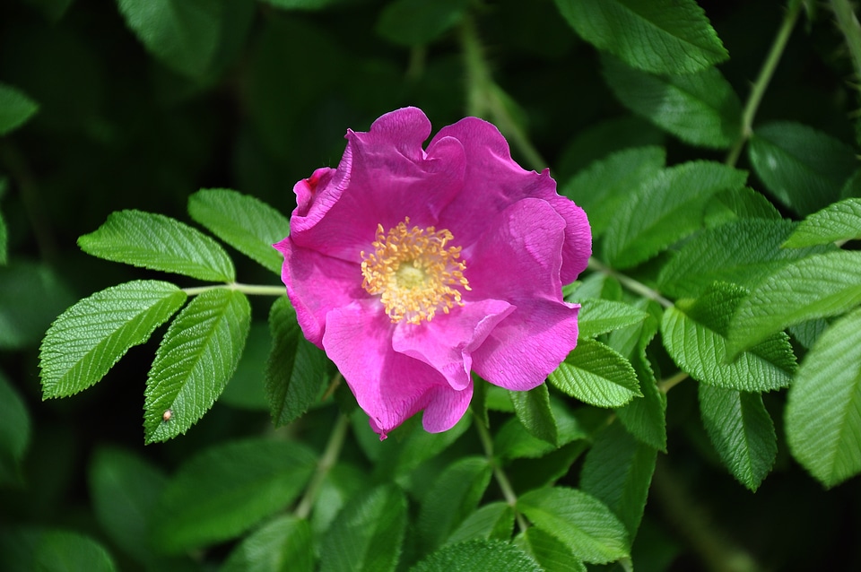 Brian bush pink