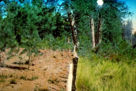 223840 Grazing Study, Fremont NF photo