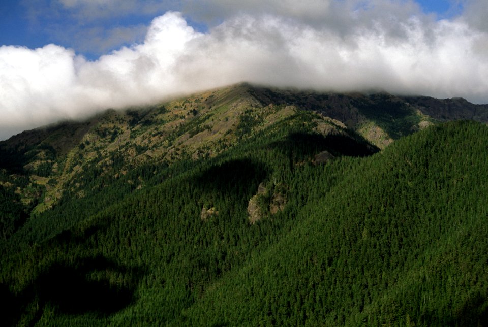 Forest, Olympic National Forest.jpg