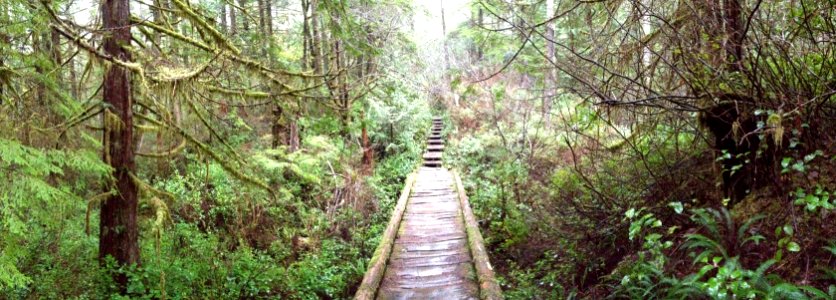 Boardwalk trail to Cape Alava, Olympic National Park
