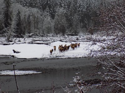 Elk Herd in Winter, Olympic National Forest