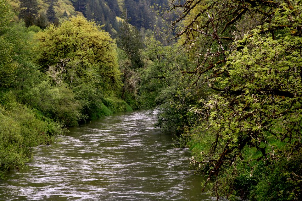 Siuslaw NF Alsea River 2 1