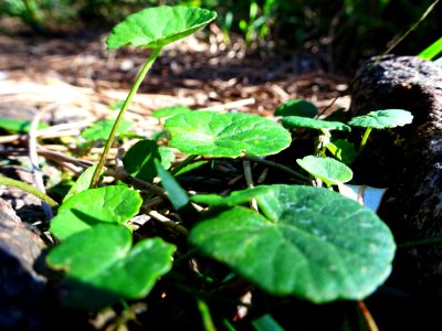 Leafy cups photo