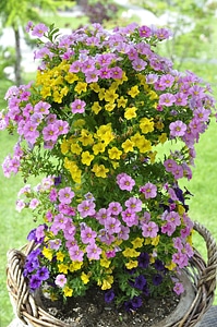 Flowers colorful nature