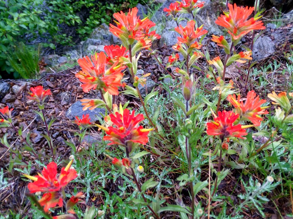Paintbrush along Mt Ellinor Trail in late spring.