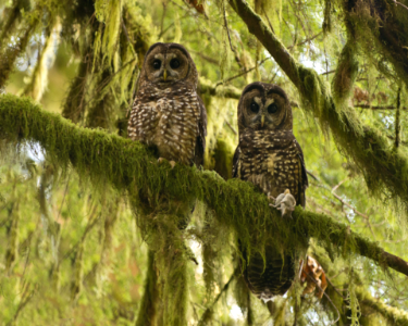 Spotted Owl Couple-Unknown photo