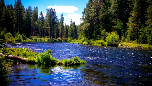 Metolius River, Deschutes National Forest photo