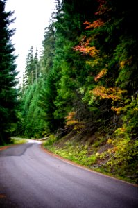Fall Color along Road-Mt Hood