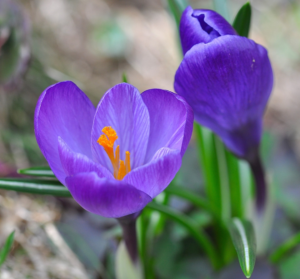 Bloom purple plant