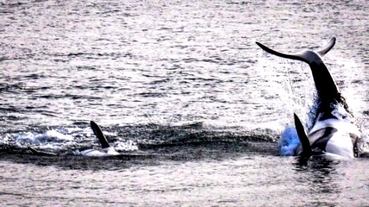 Orca Whales in Puget Sound-Olympic photo