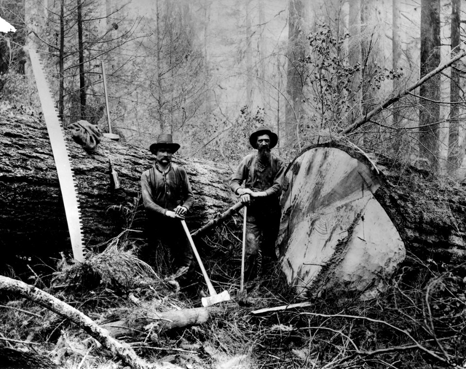 16191 Log with Loggers c1910