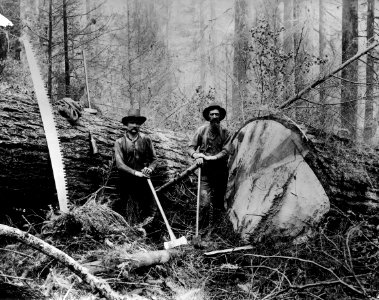 16191 Log with Loggers c1910