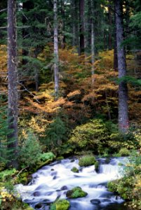 Fall Color along River, Willamette National Forest.jpg