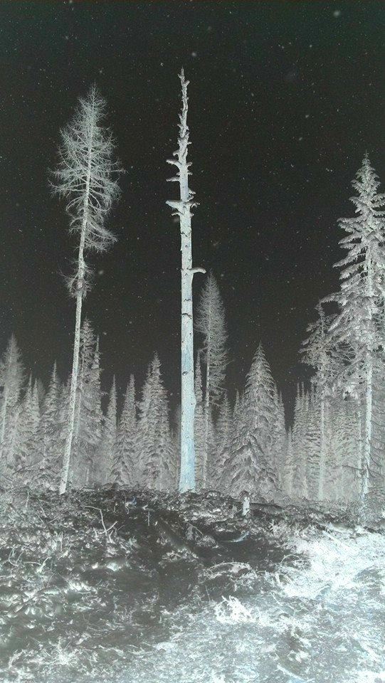 Negative shot of Starlit Skies on the Colville National Forest
