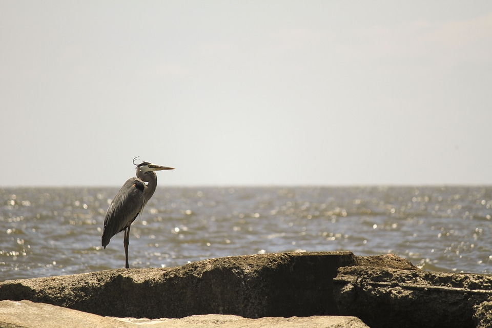 Bird nature wildlife