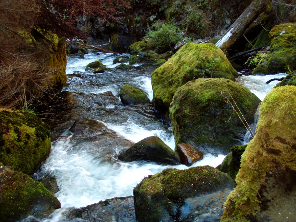 Upper Middle Fork Restoration-Moss and Logs Detail, Willamette National Forest