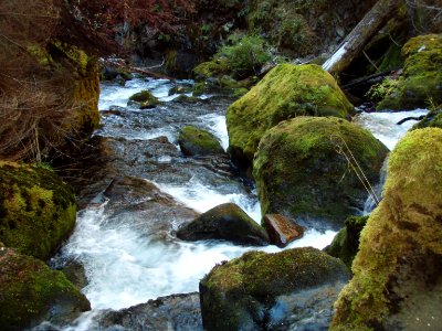 Upper Middle Fork Restoration-Moss and Logs Detail, Willamette National Forest