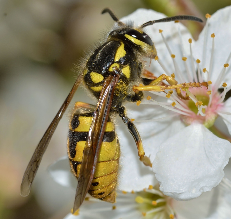 Hymenoptera vespula germanica