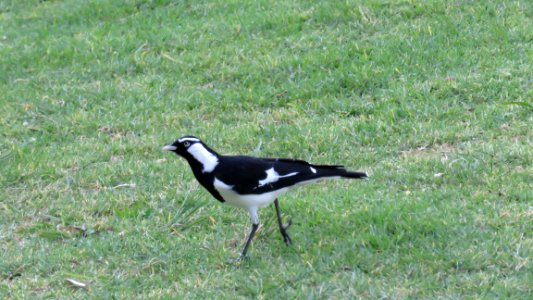 Magpie photo