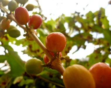 Coffea arabica Café 2