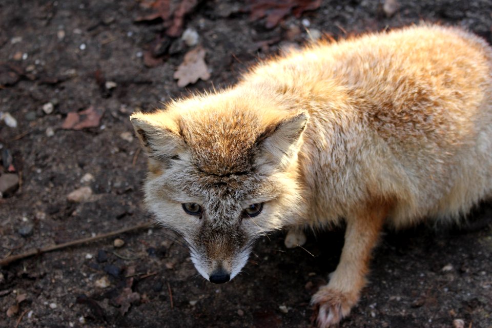 Fox