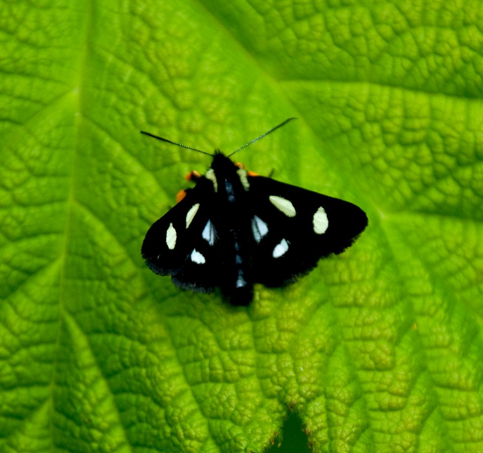 Newborn Butterfly on Leaf,  Mt Baker Snoqualmie National Forest