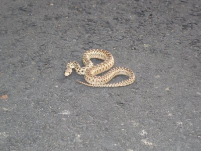Gopher Snake-Unknown