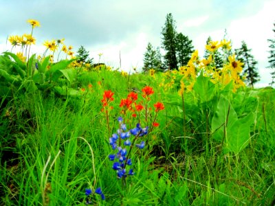 Wildflowers on Starvation Ridge, Wallowa-Whitman National Forest photo