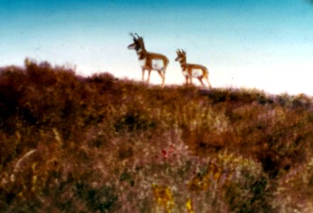275661 Pronghorn Antelope in Lake Co, OR