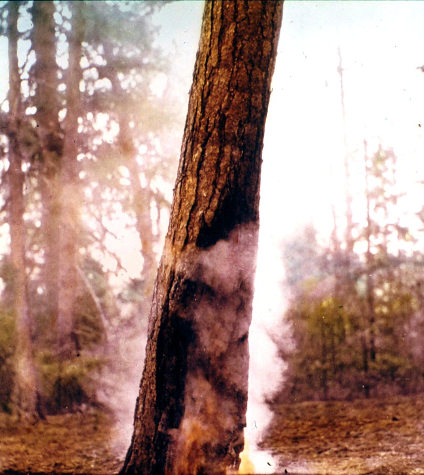 215567 Fire in Yellow Pine 1927