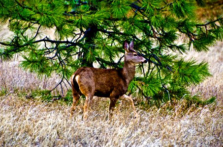 Deer & Pine Tree-Columbia River Gorge