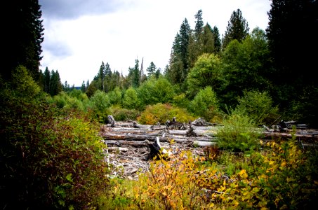 Log Jam at Big Bottom-Mt Hood