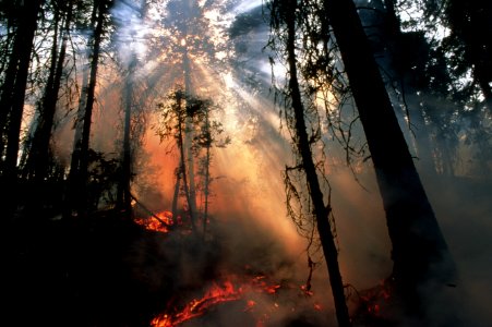482 prescribed fire effects, Ochoco National Forest photo
