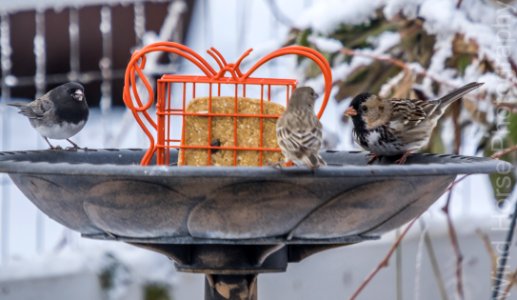 122515 Bird Feeder WH-22