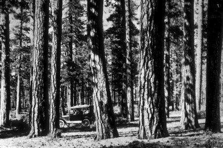Model T goes thru forest