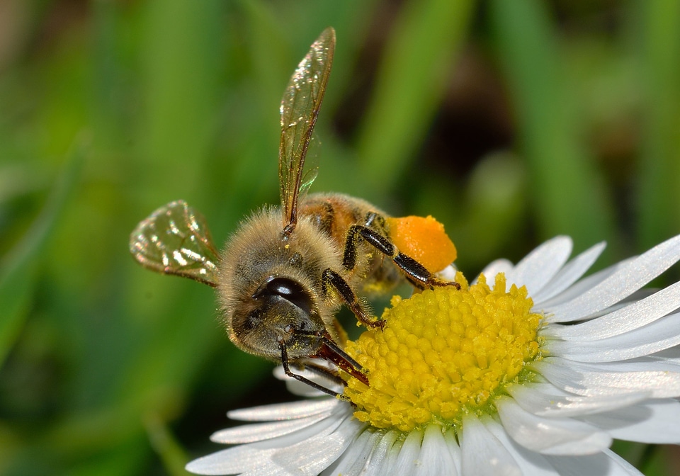 Hymenoptera apis mellifera