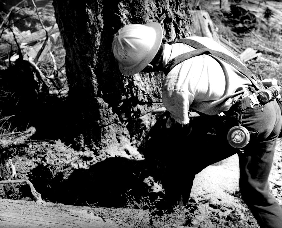 R-6 64-12-16 Tree Wedging, Twin Timber Sale, Willamette NF, OR