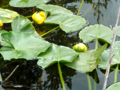 Skunk Cabbage Blooming in Pond, Wallowa-Whitman National Forest photo