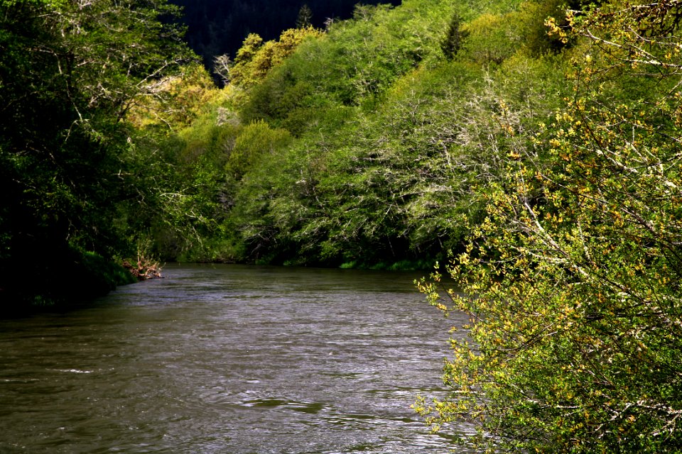 Siuslaw NF Alsea River 1