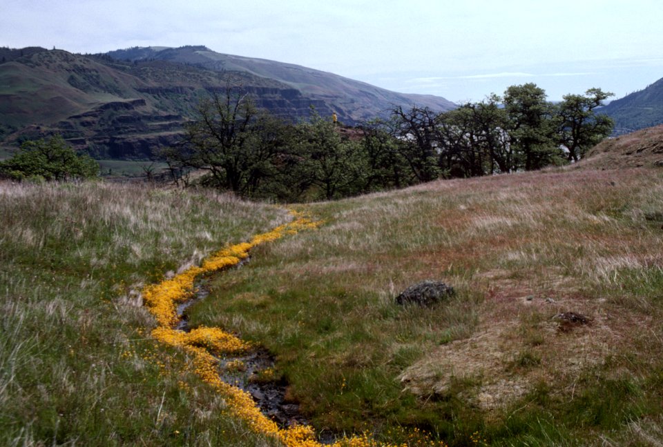Columbia River Gorge, Rowena Plateau Tom McCall Nature Preserve.jpg
